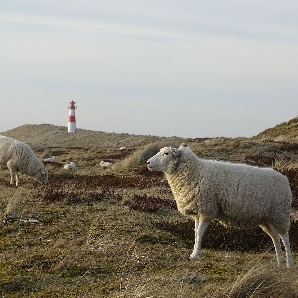 Sheep RWS Certification