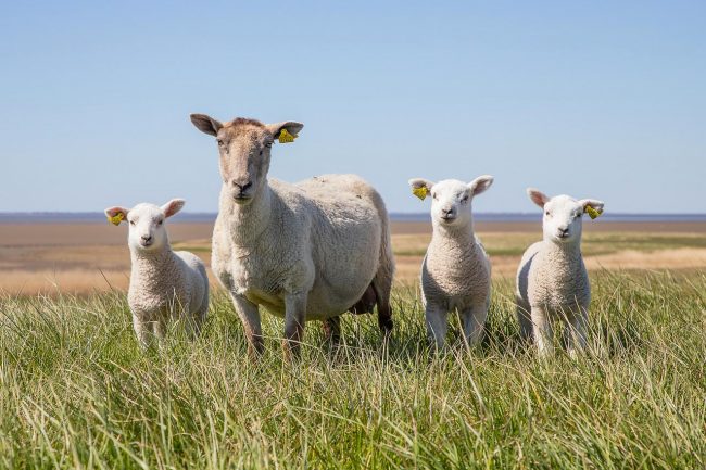 Sheep Wool Yarns Sheep Wool Yarns