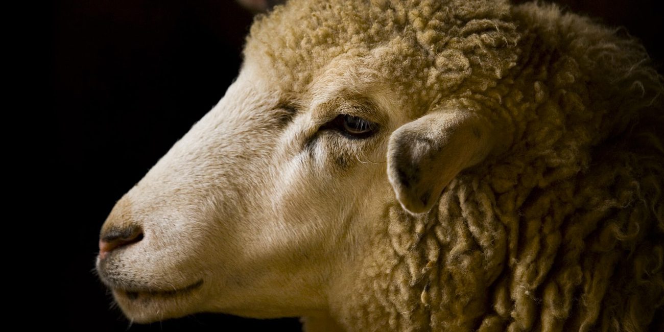 Filati Sostenibili - Mulesing Free