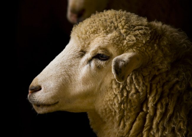 Sustainable Yarns – Mulesing Free Sustainable Yarns - Mulesing Free