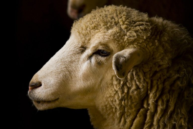 Sustainable Yarns – Mulesing Free Sustainable Yarns - Mulesing Free