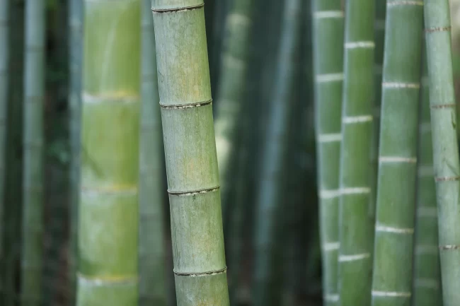 bamboo fiber cover bamboo fiber cover