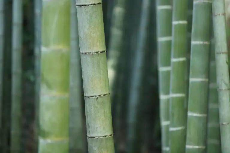 bamboo fiber cover bamboo fiber cover