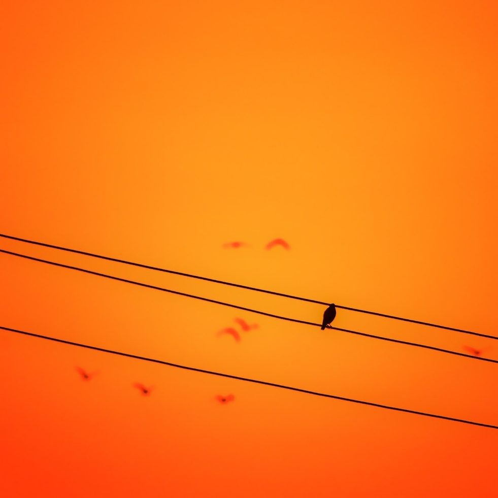 examples of orange color