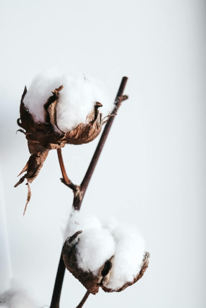 Organic Cotton and Biodiversity